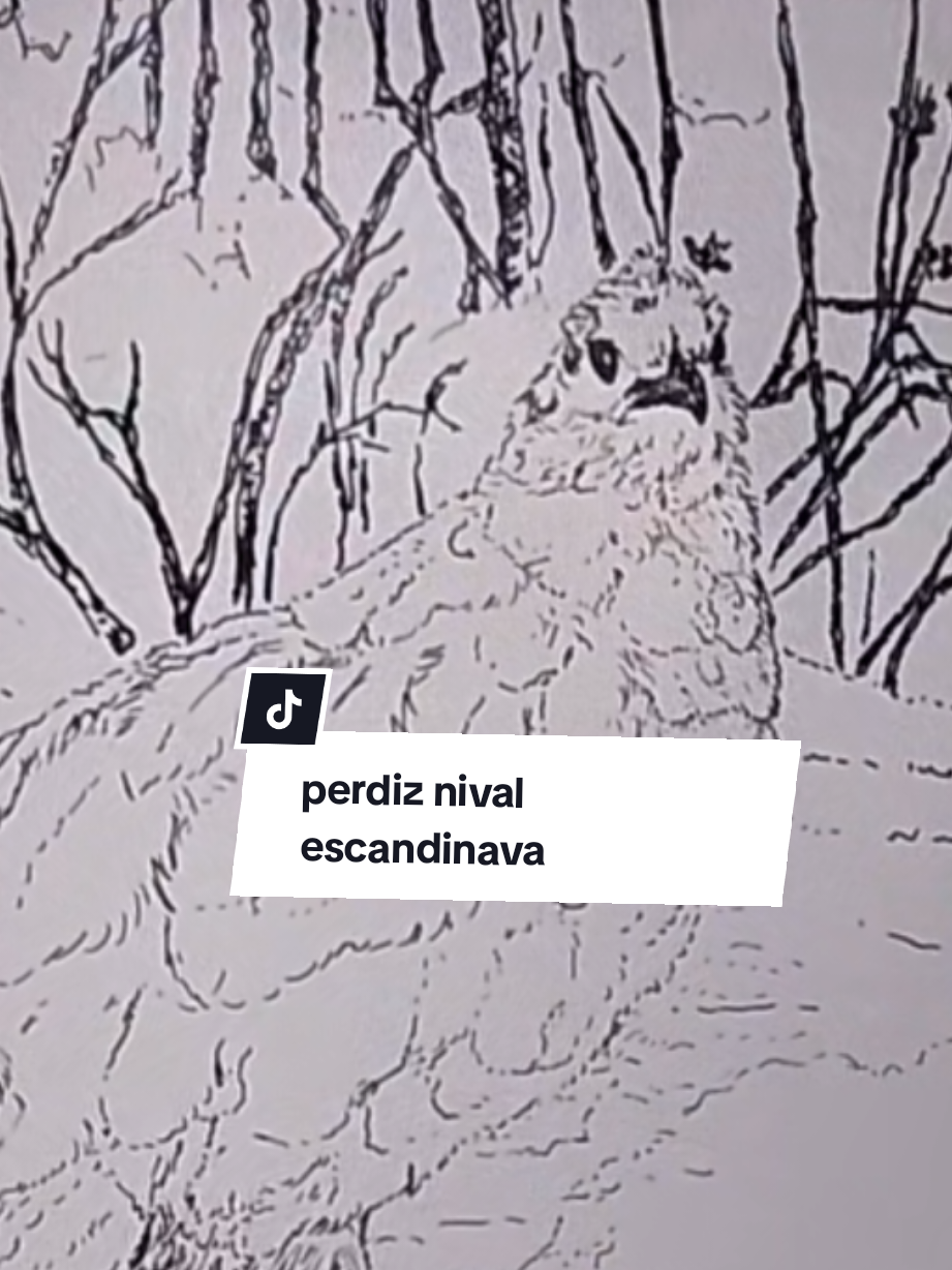 @Afonso Henrique