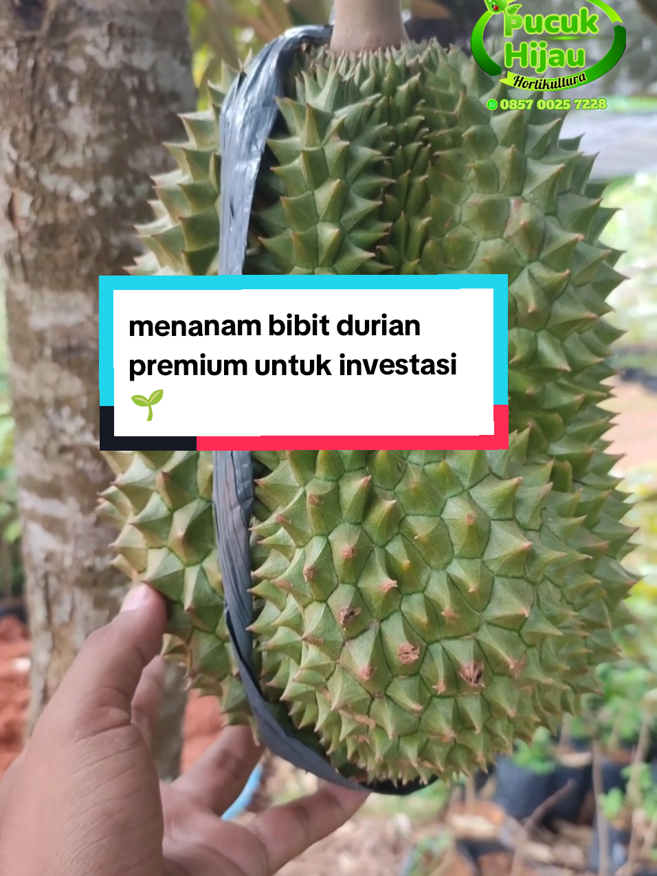 @PUCUK HIJAU🌿