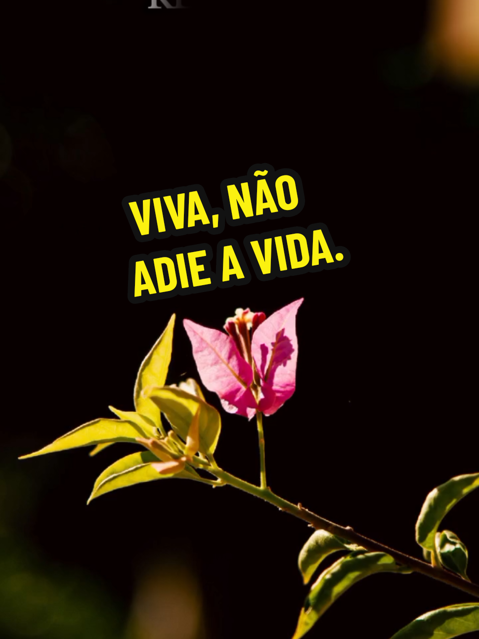 @Silvia Helena.