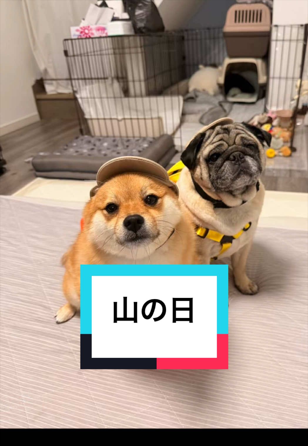 @🐶とん&ぺっぺこぺー🦊