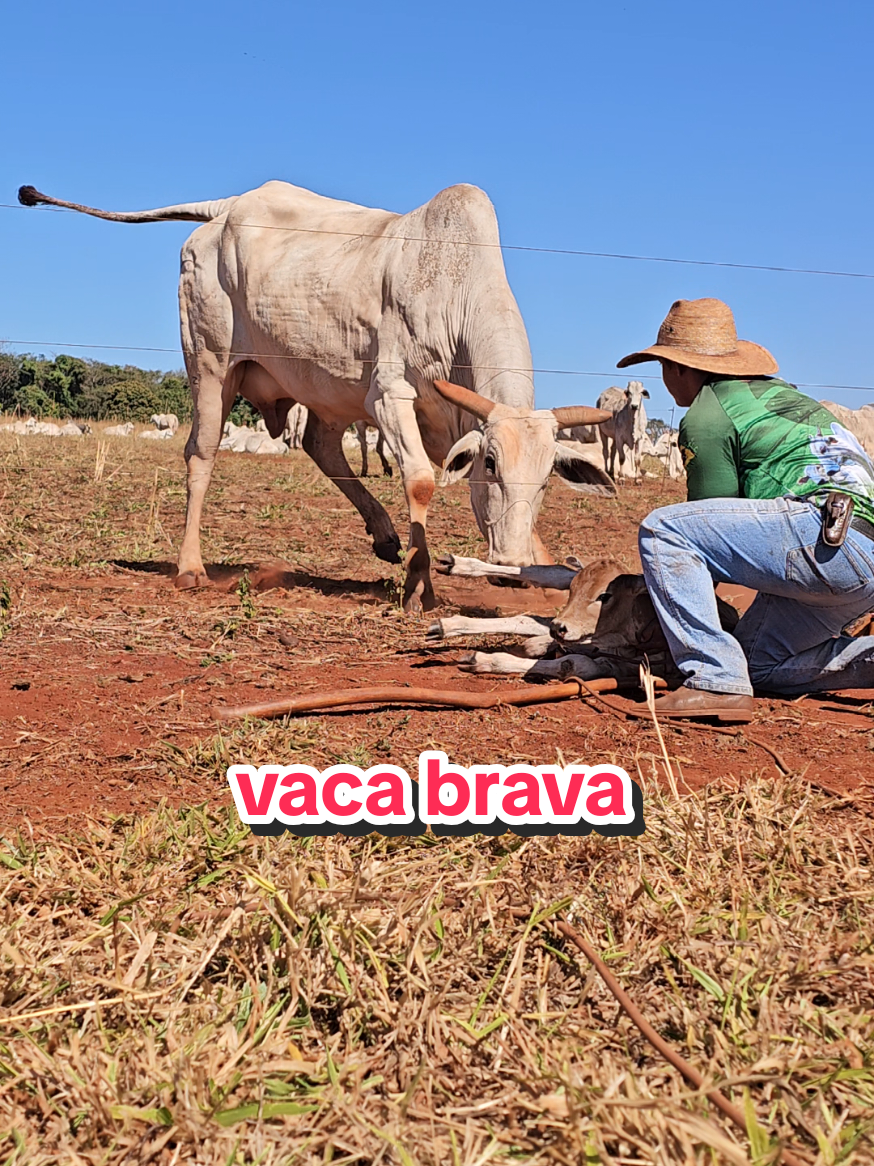 @Geovane neto