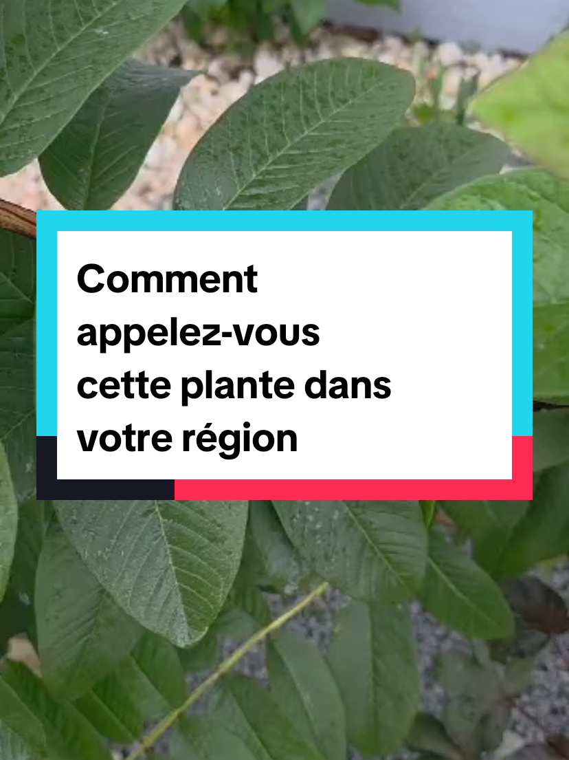 @Konate