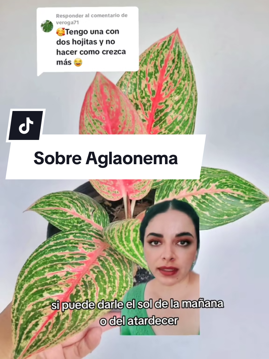 @Plantología🌿