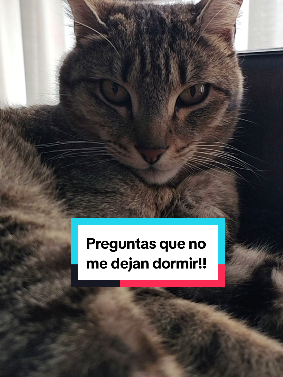 @Lunita🐱🌜