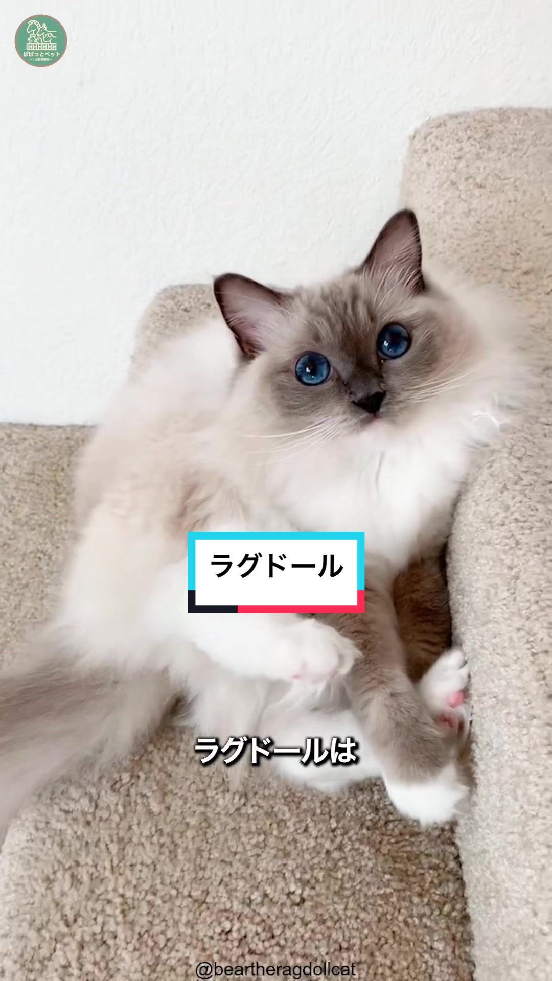 @ぱぱっとペット【動物1分解説】