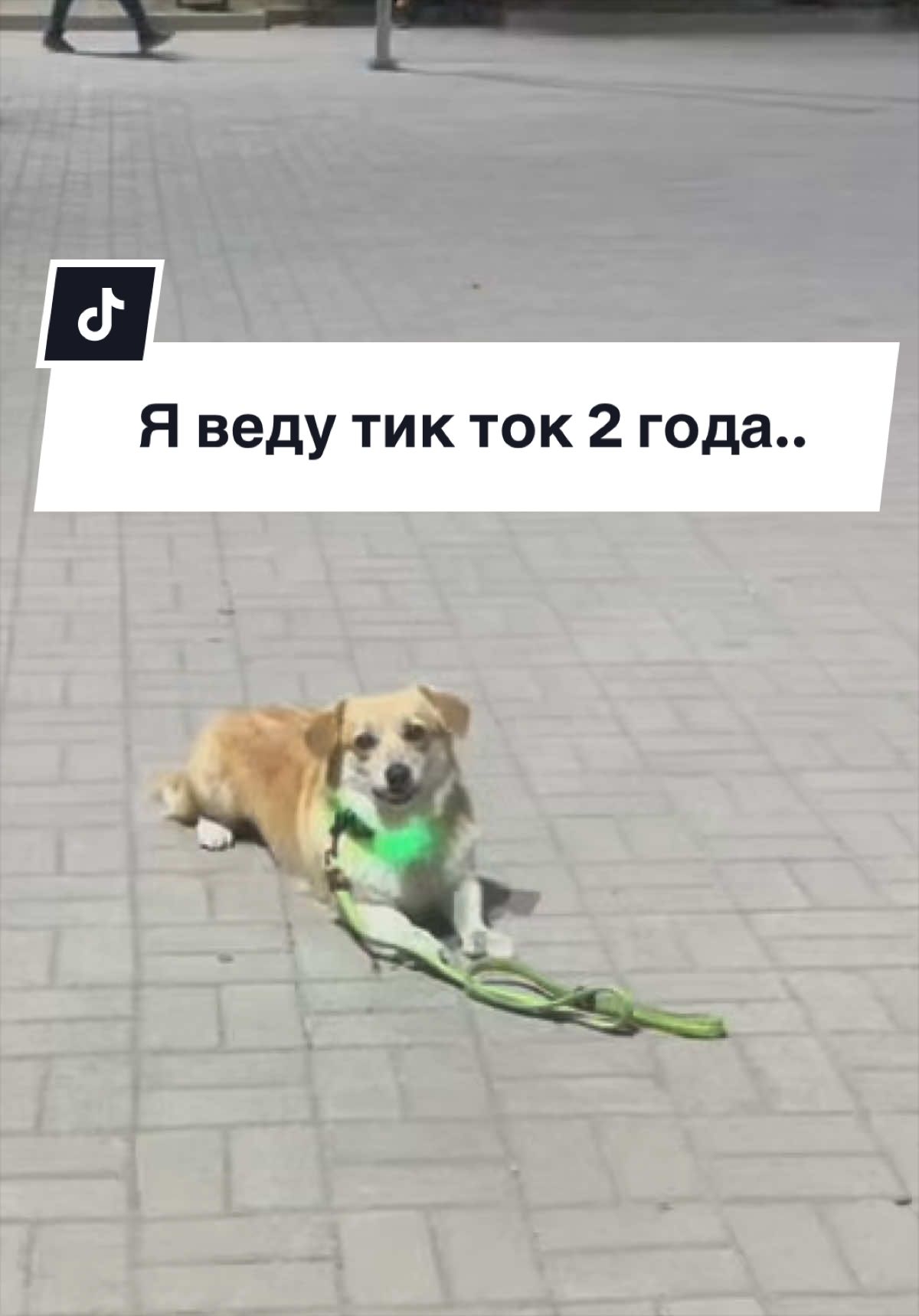 @НЕ КОРГИ