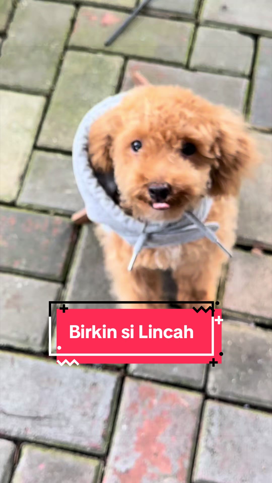 @Fika | Mamoy 14 Anak Bulu🐶