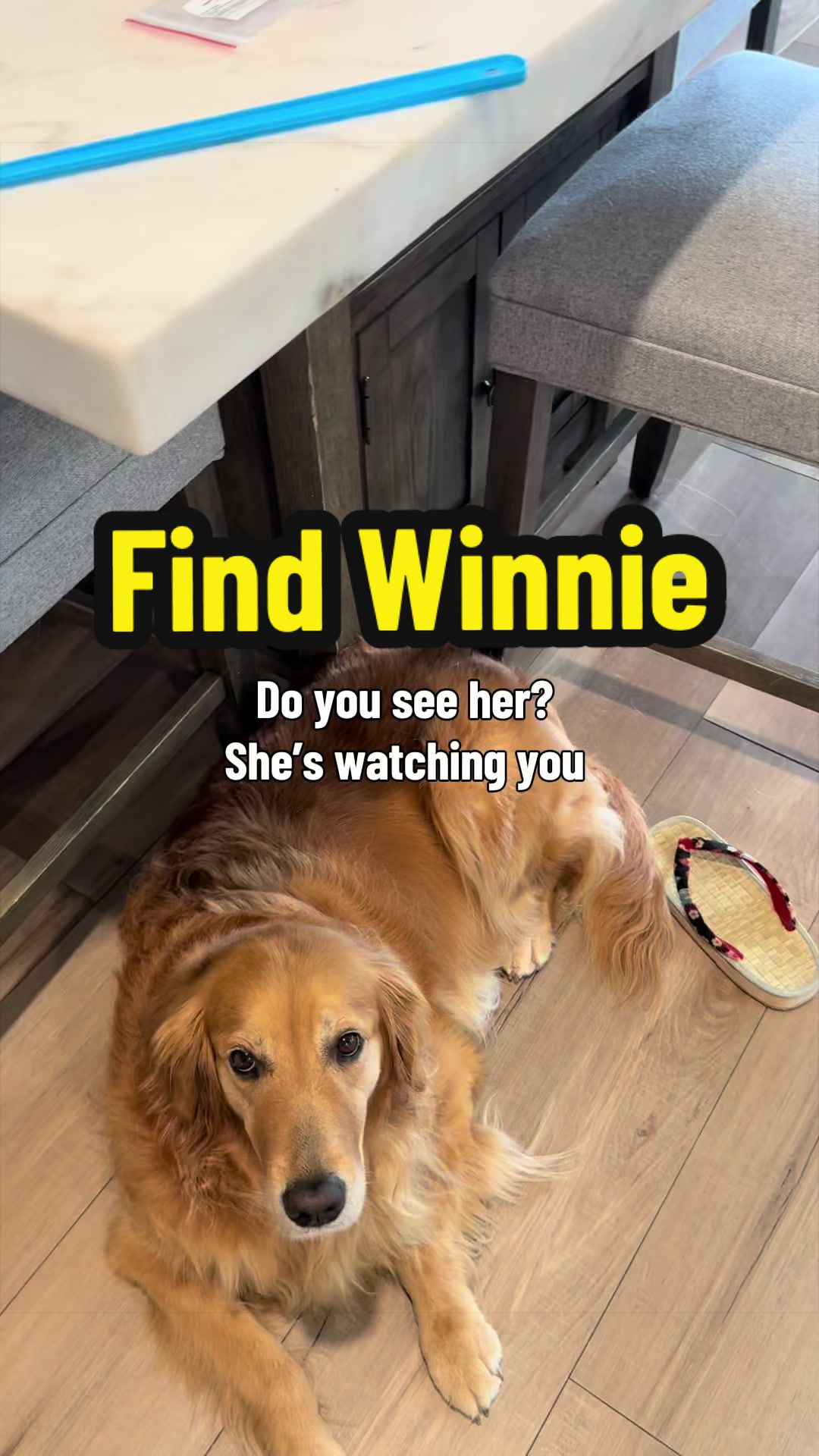 @3goldenretriever
