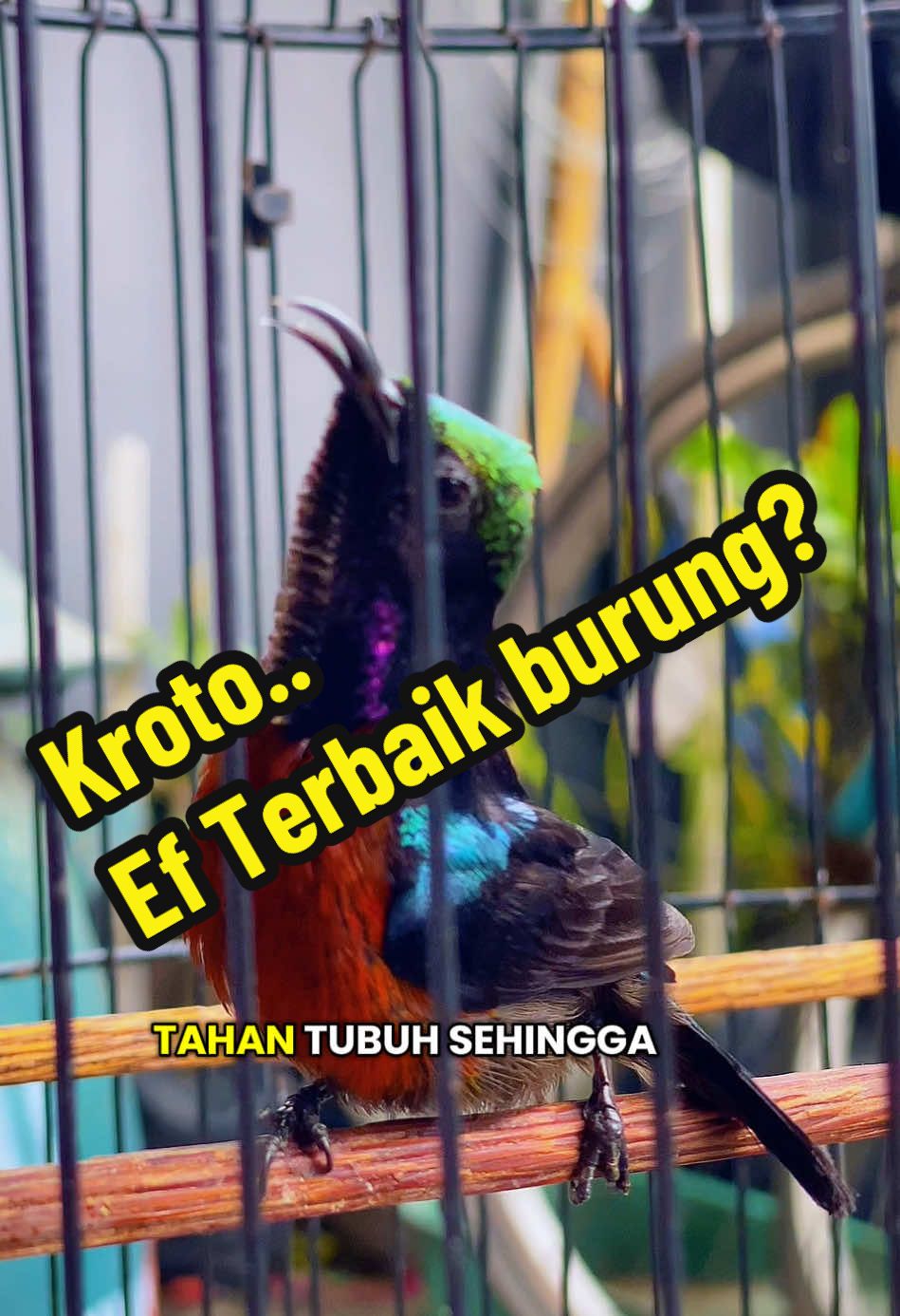 @GeDang Manuk