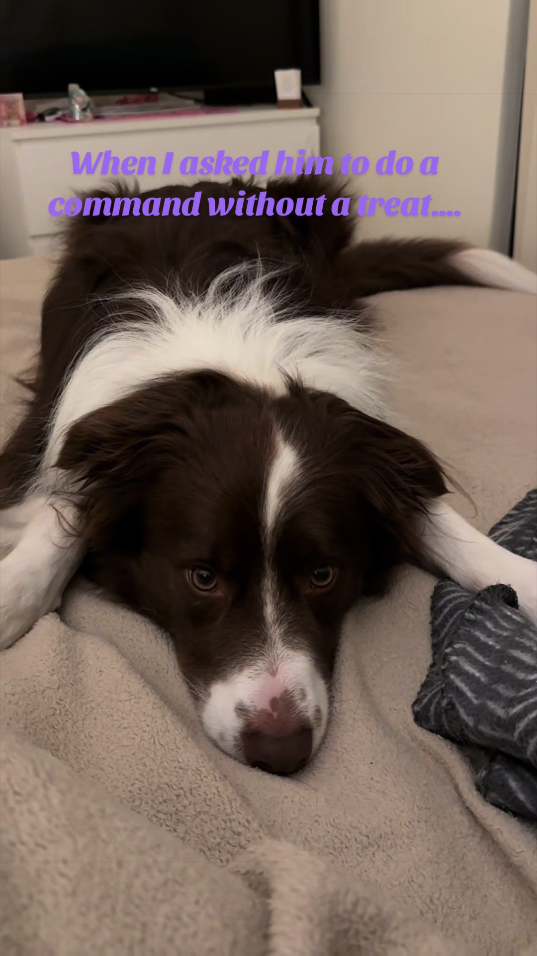 @Just Flame and his Human