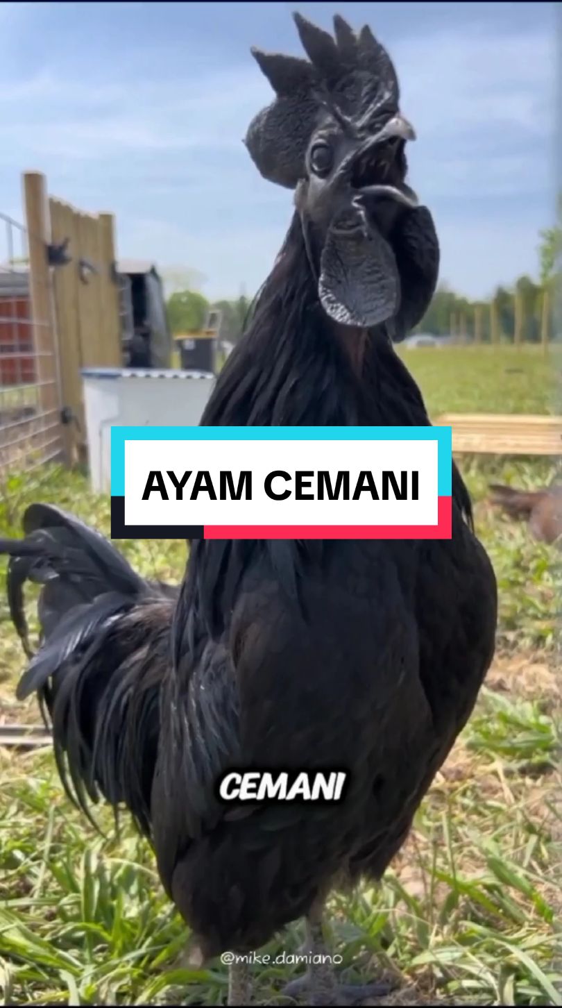 @ALL ABOUT ANIMALS