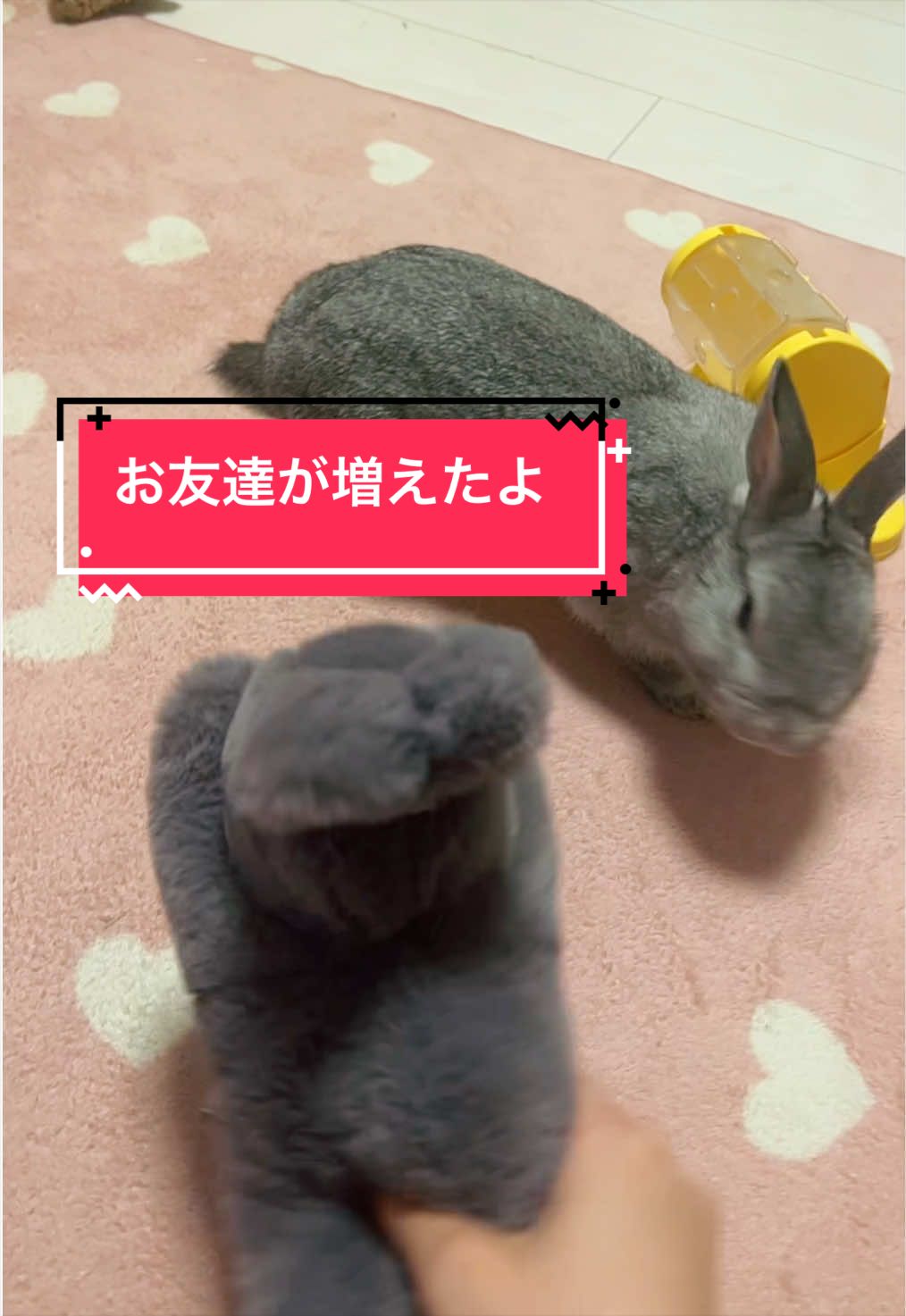 @さーちゃん🍩わらつぶ🐰