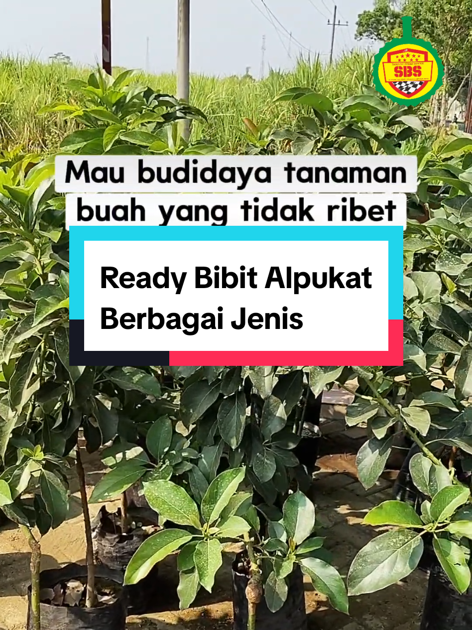 @Produksi Buah_SBS