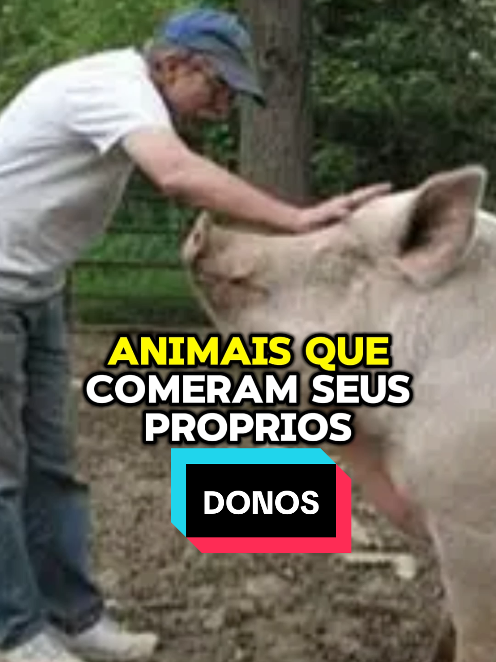 @curiosidadesemistério