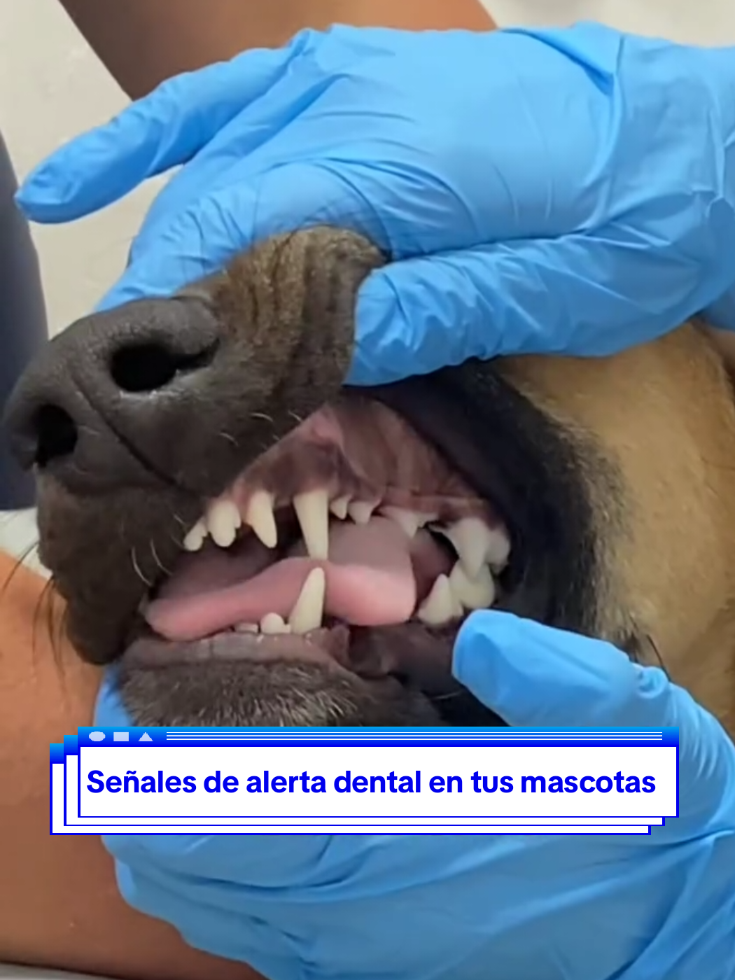 @VetModoAnimal