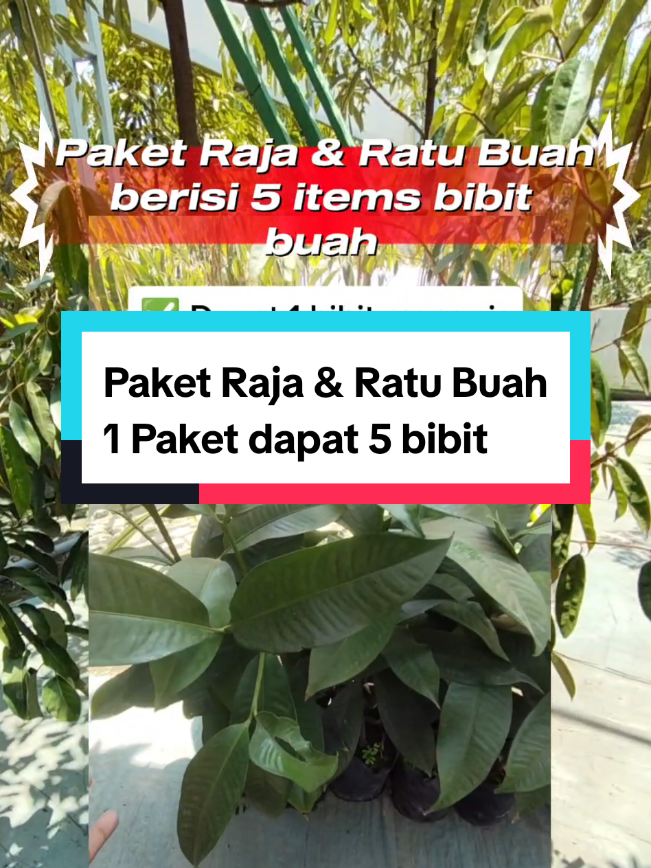 @Produksi Buah_SBS