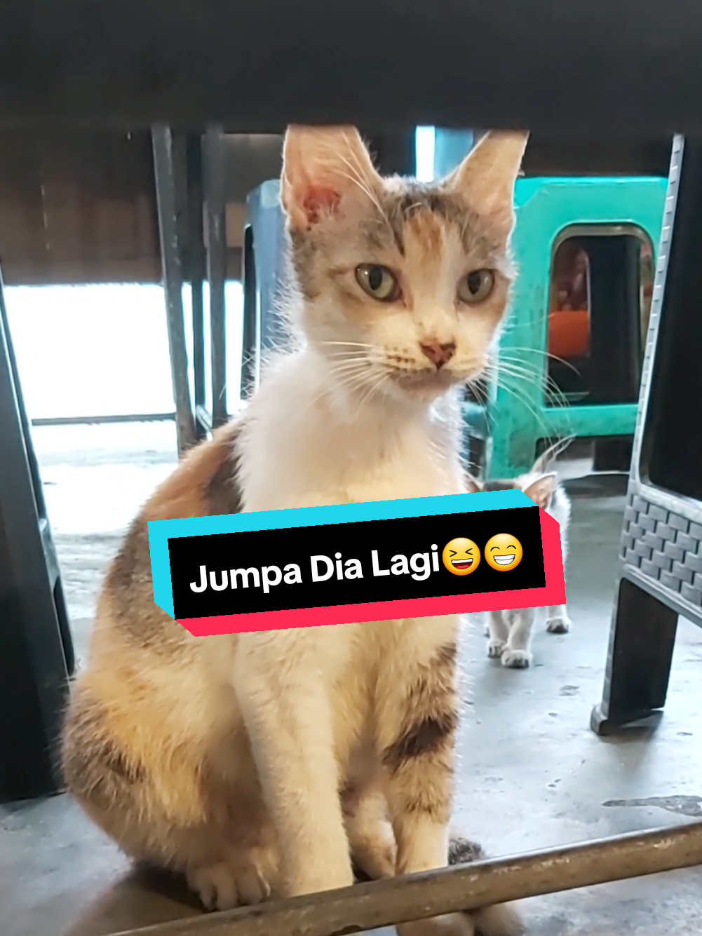@meoweverydays