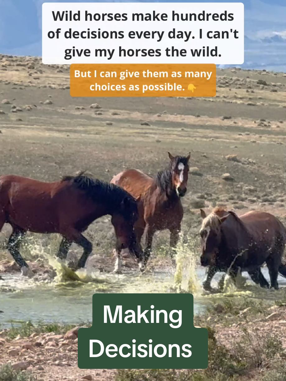 @Britta | Being Herd 🐎