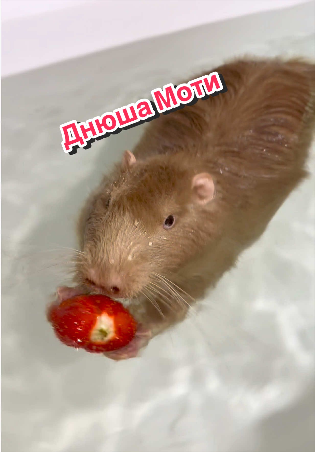 @Пафнутрий