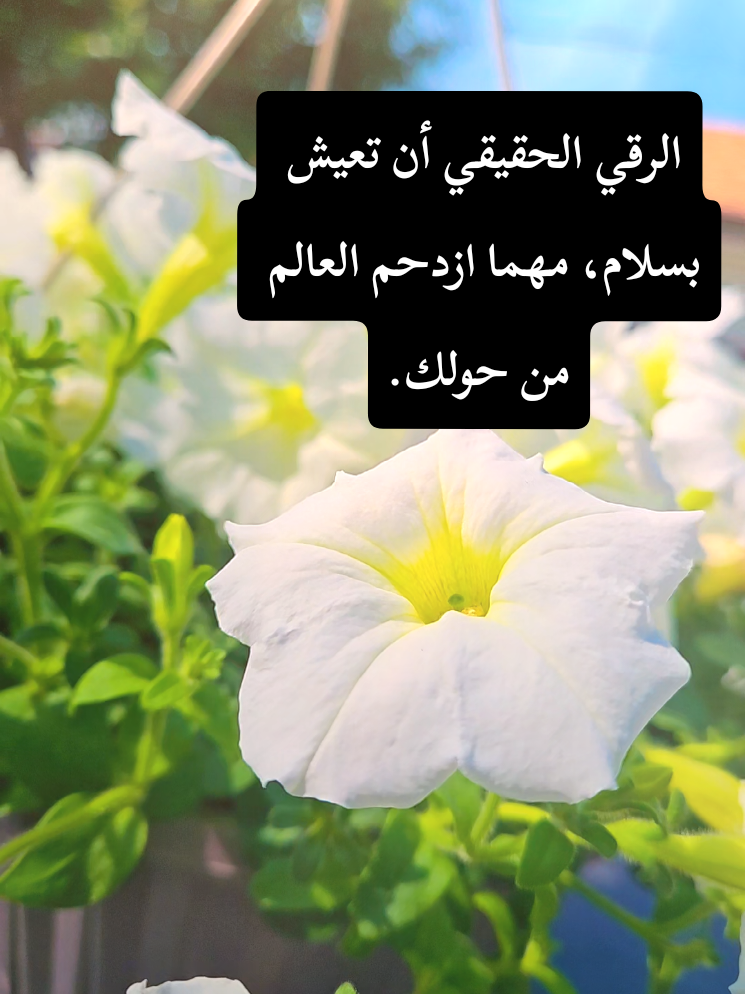 @🍃🌸Tahani Khafas🌸🍃