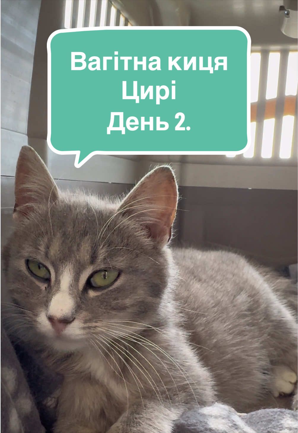 @Корнелія Удовенко