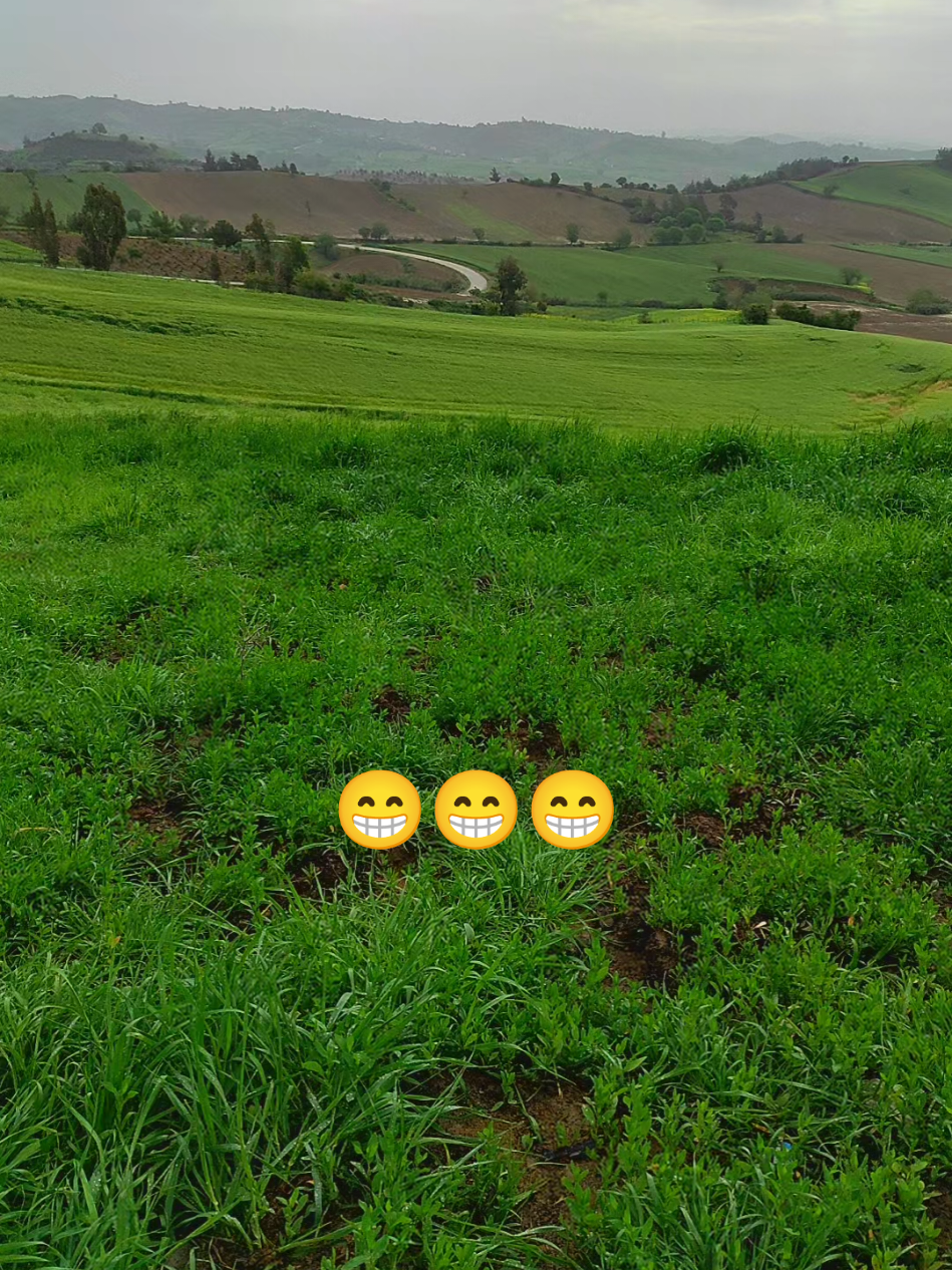 @alikardakk01