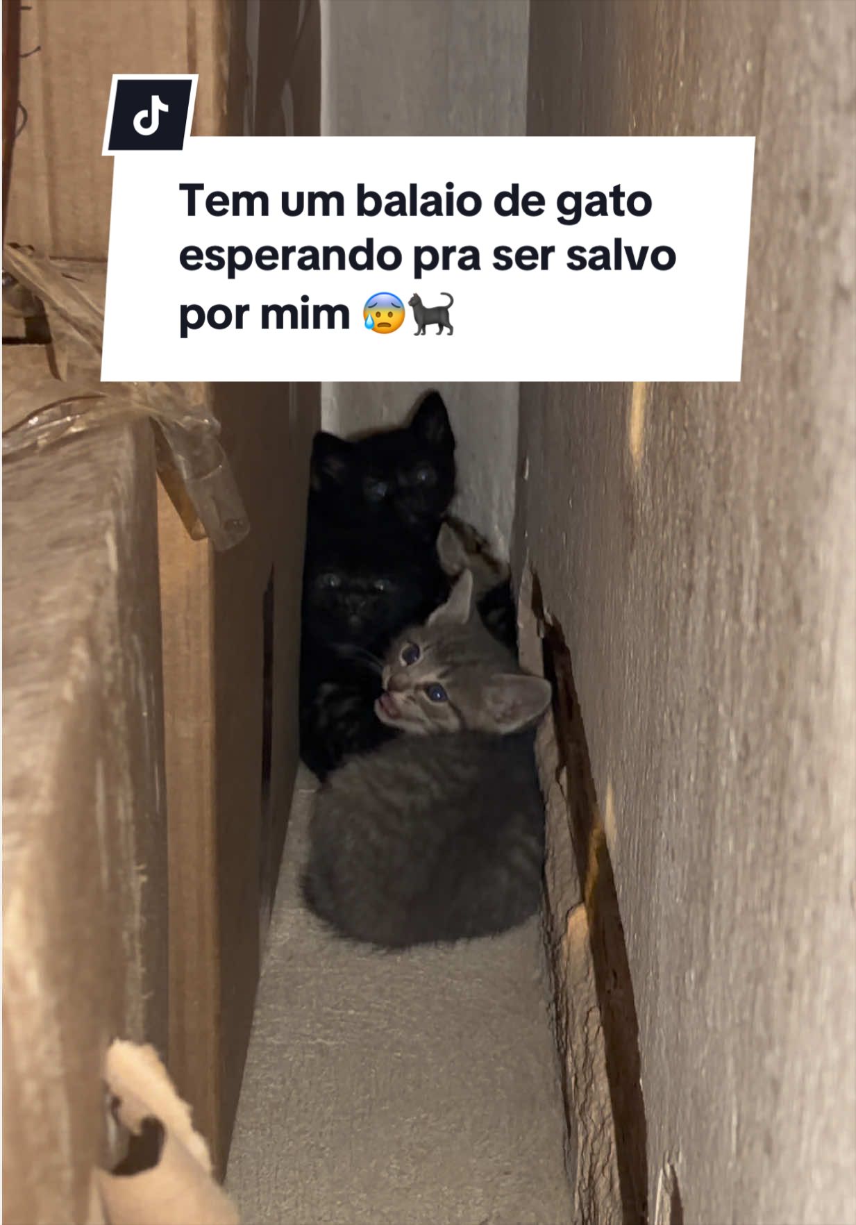 @Will Pitbull