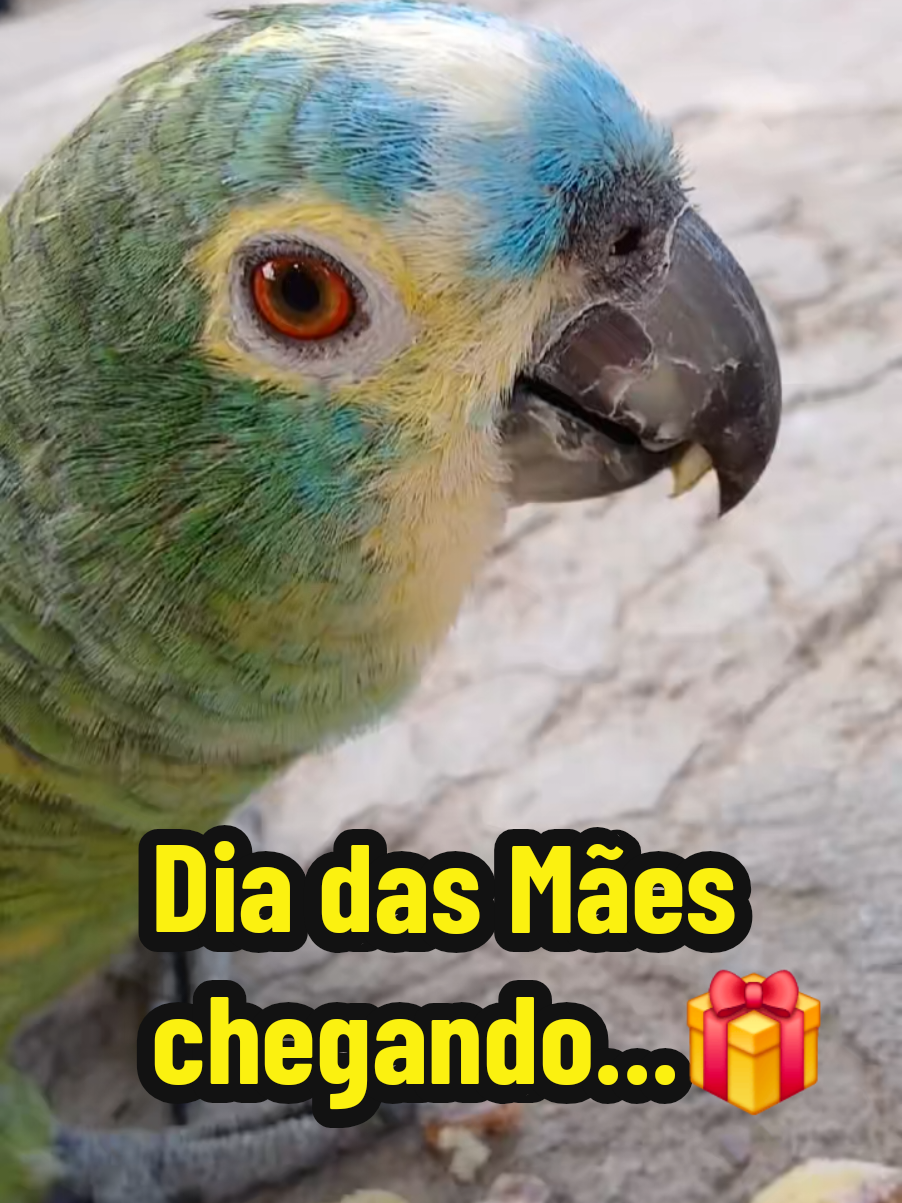 @Papagaio Chico🌽🦜