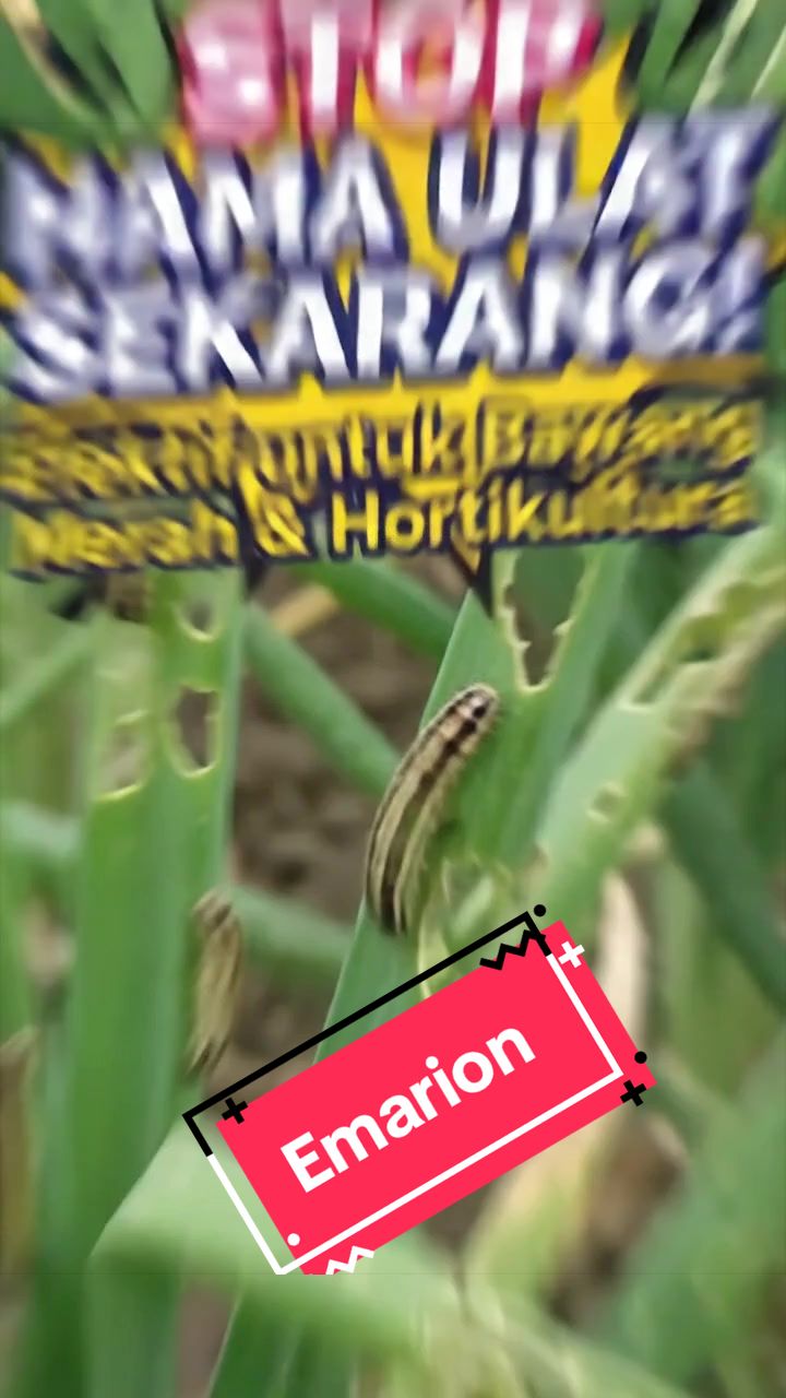 @KUD TANI