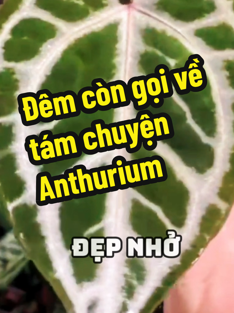 @trainoitam