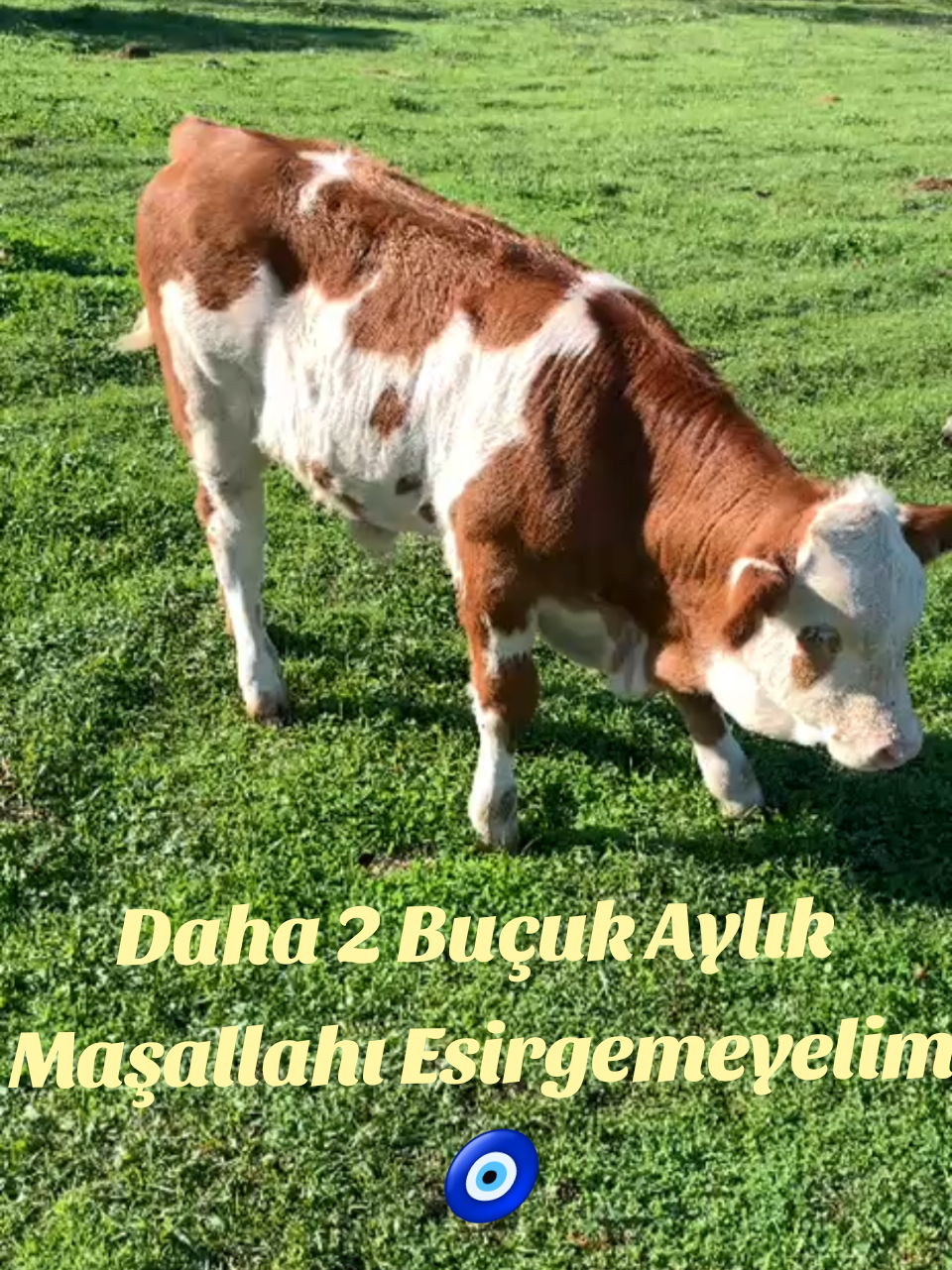 @B&Uuml;Y&Uuml;KBAŞ HAYVANCILIK