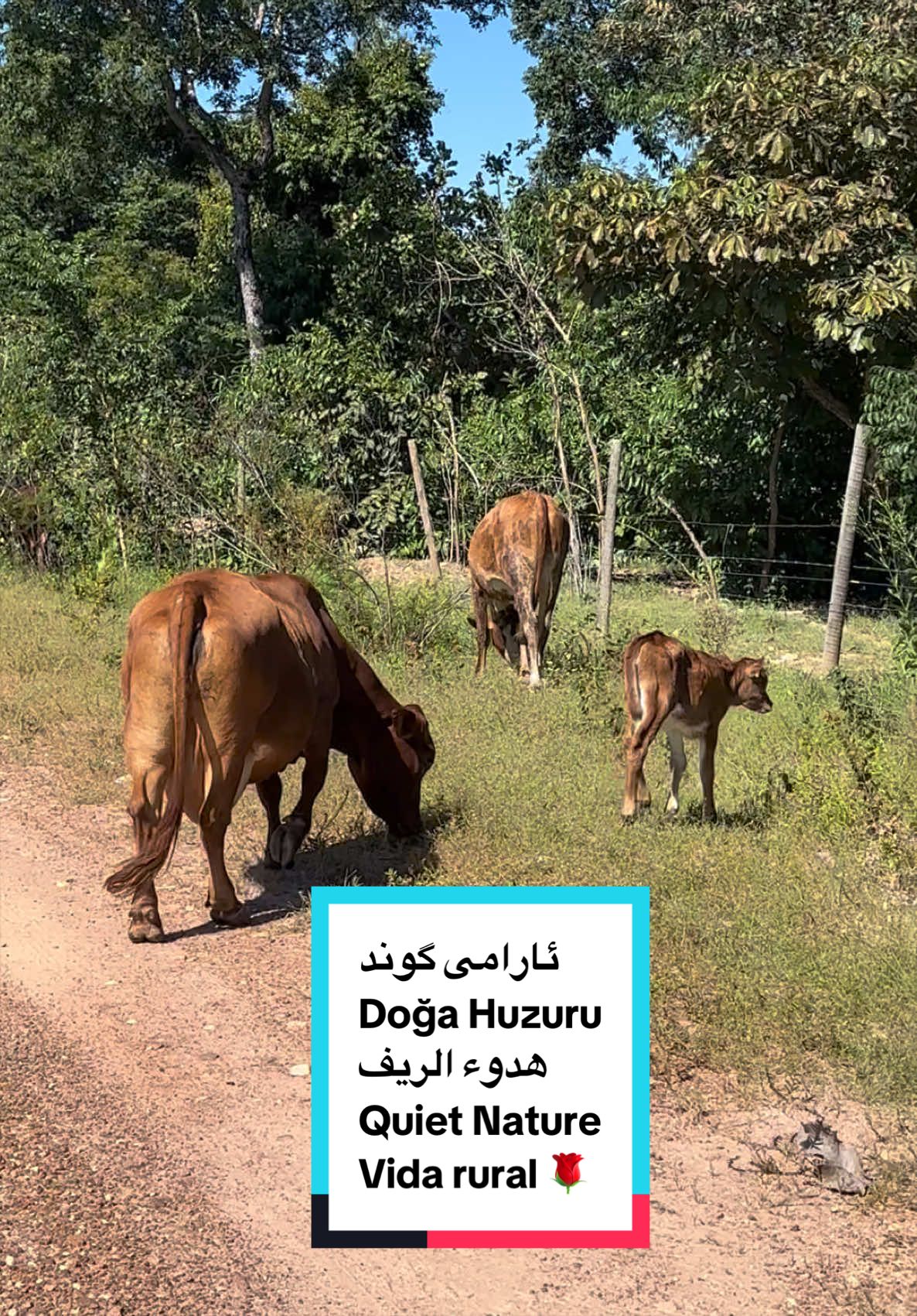 @یوسف کوردی بەڕازیل