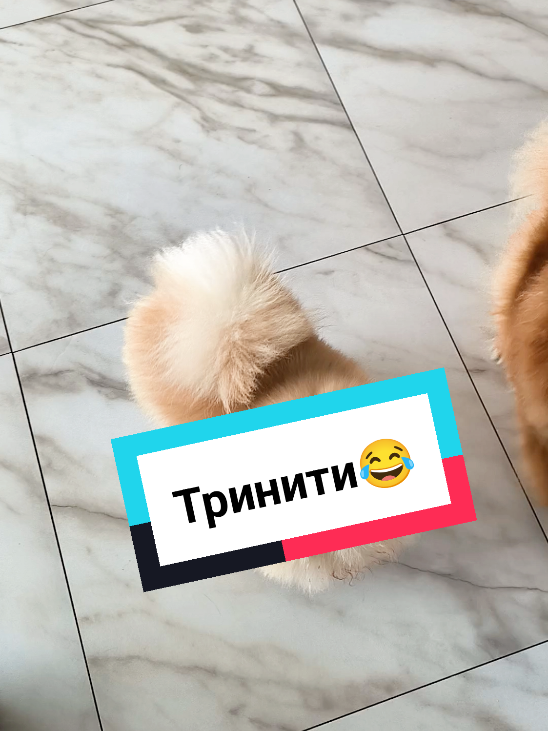 @Veronika Tkachuk