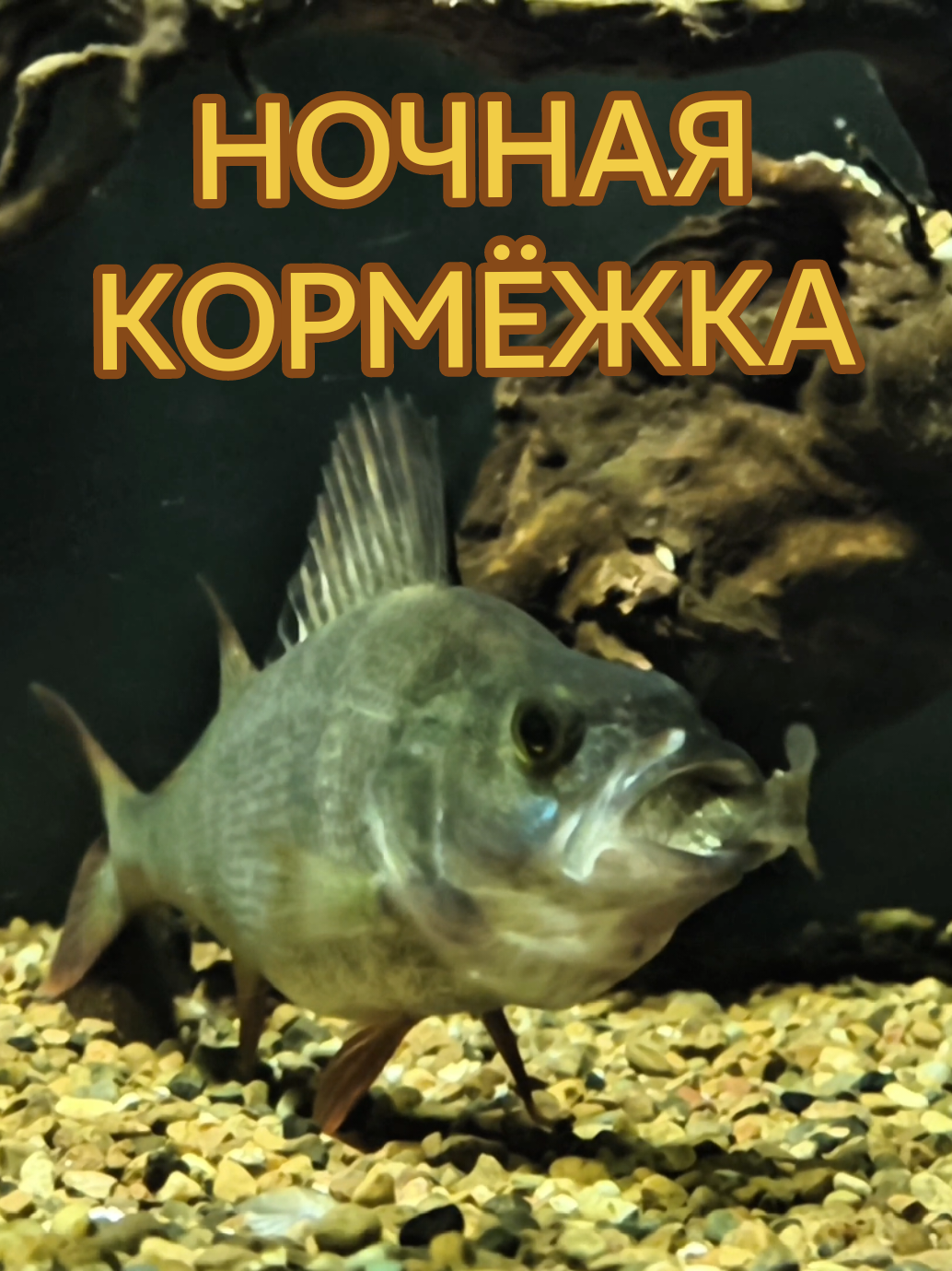 @Судак в Аквариуме