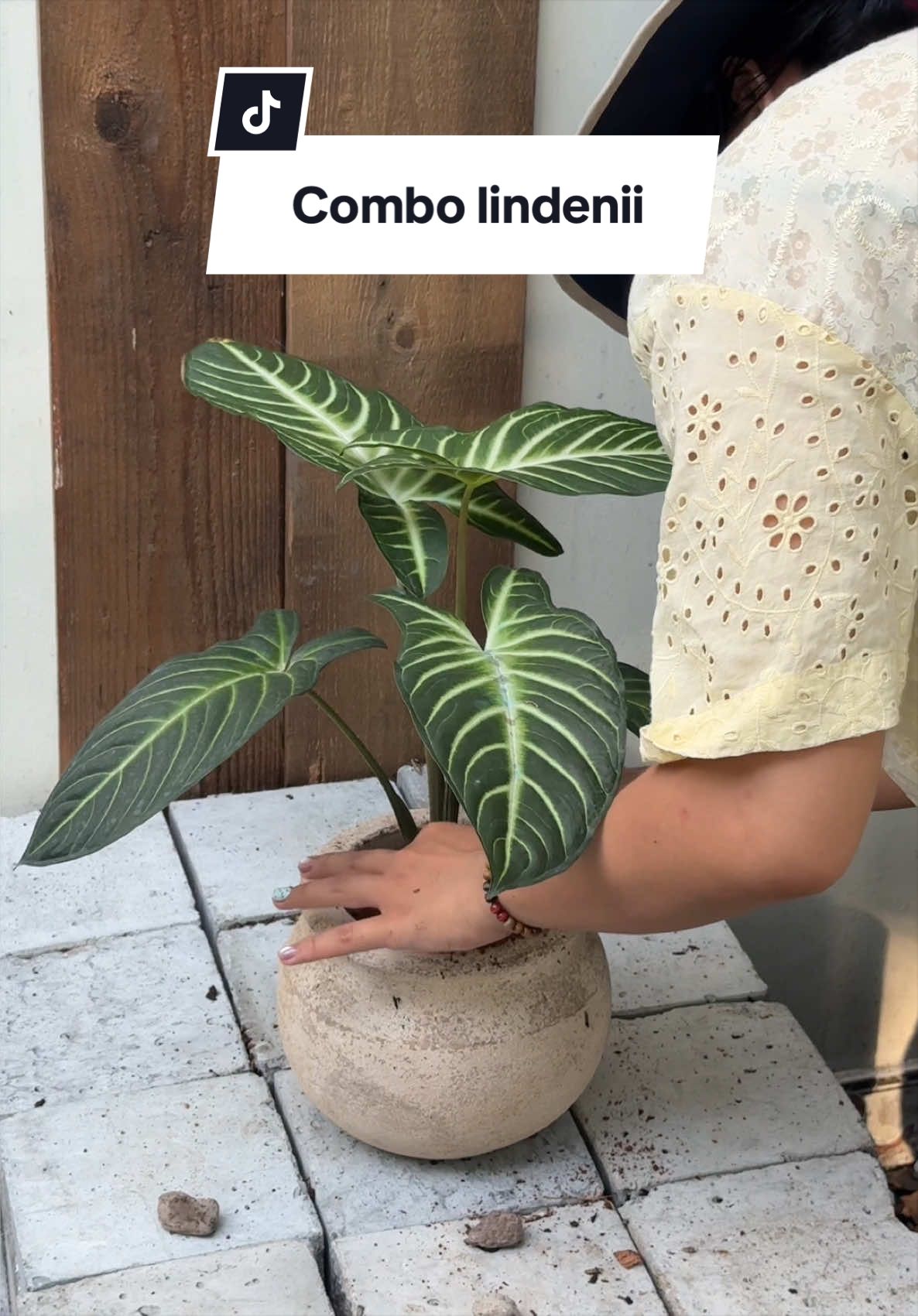@Vuoncuakien