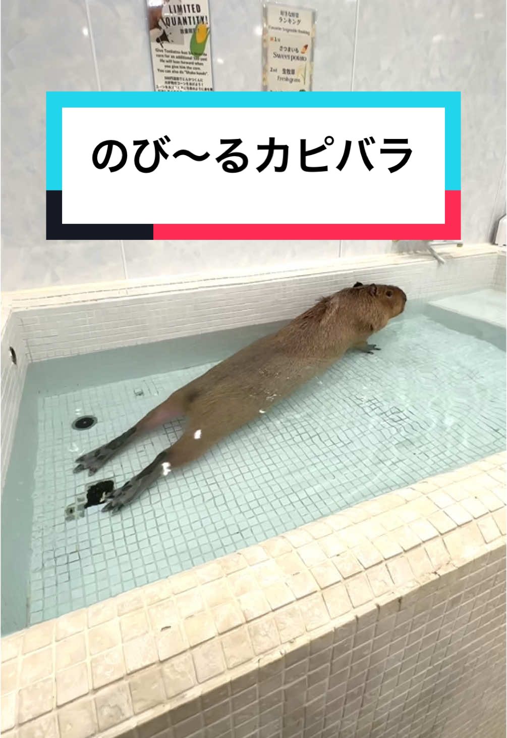 @カピヴィレッジ