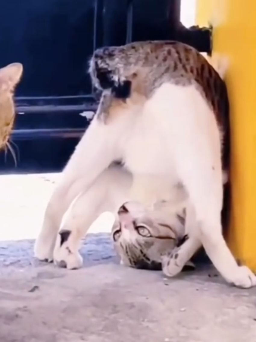 @Random Cat Stuff