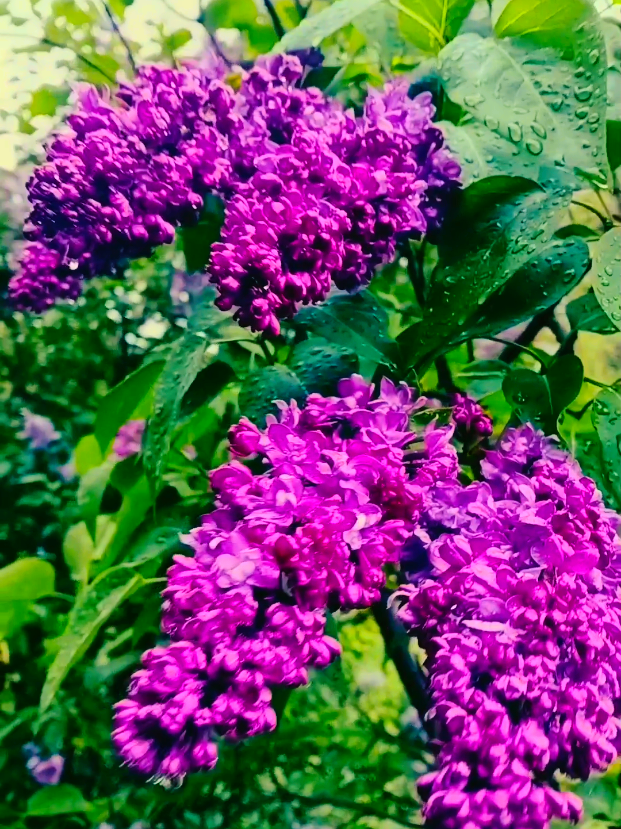 @o__oleksandr
