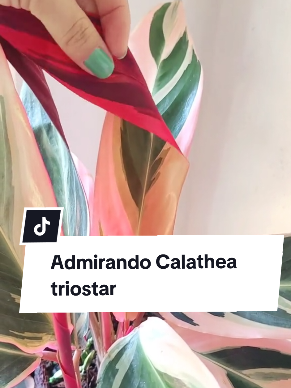 @Plantología🌿