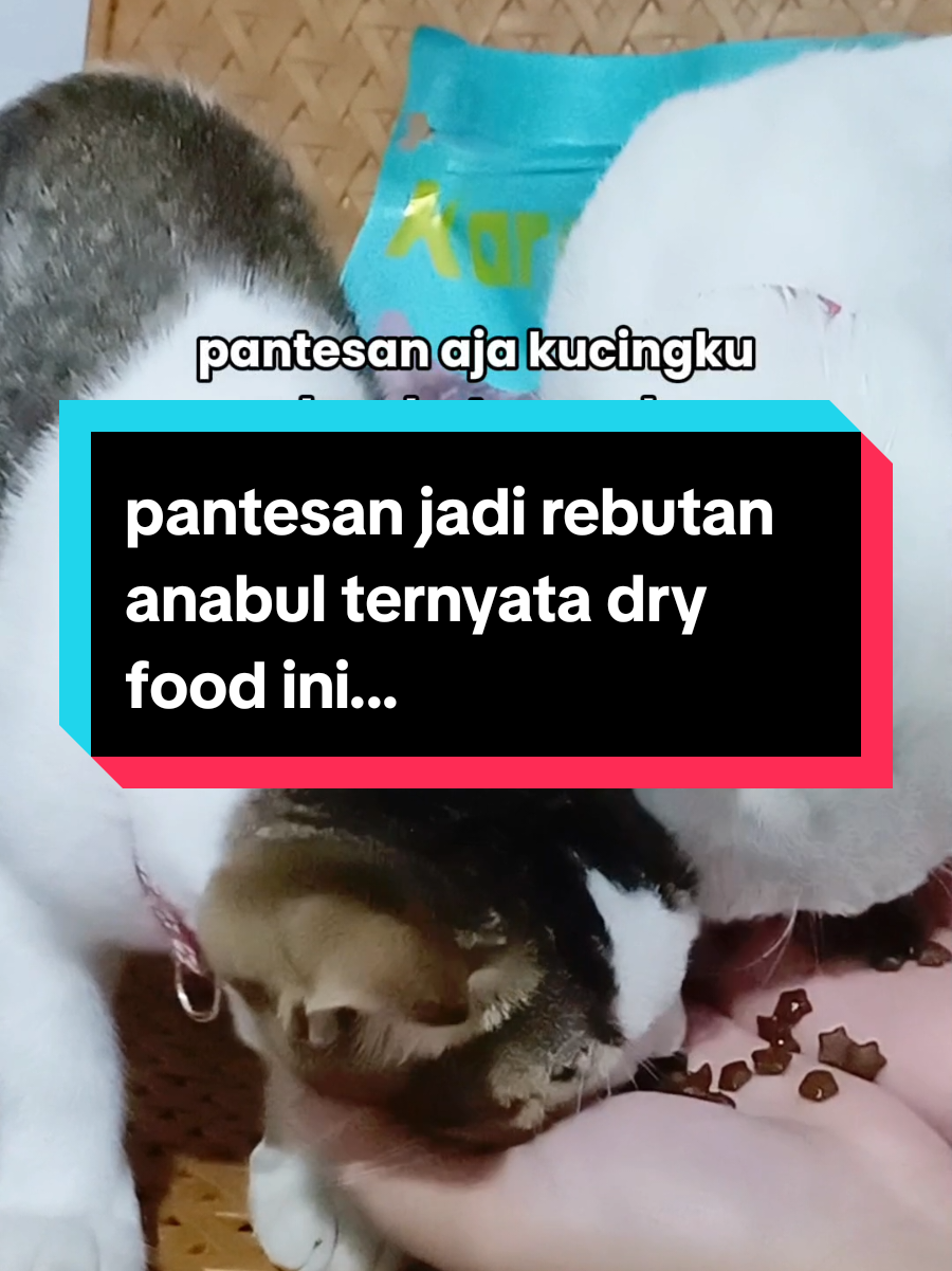 @dunia kucing