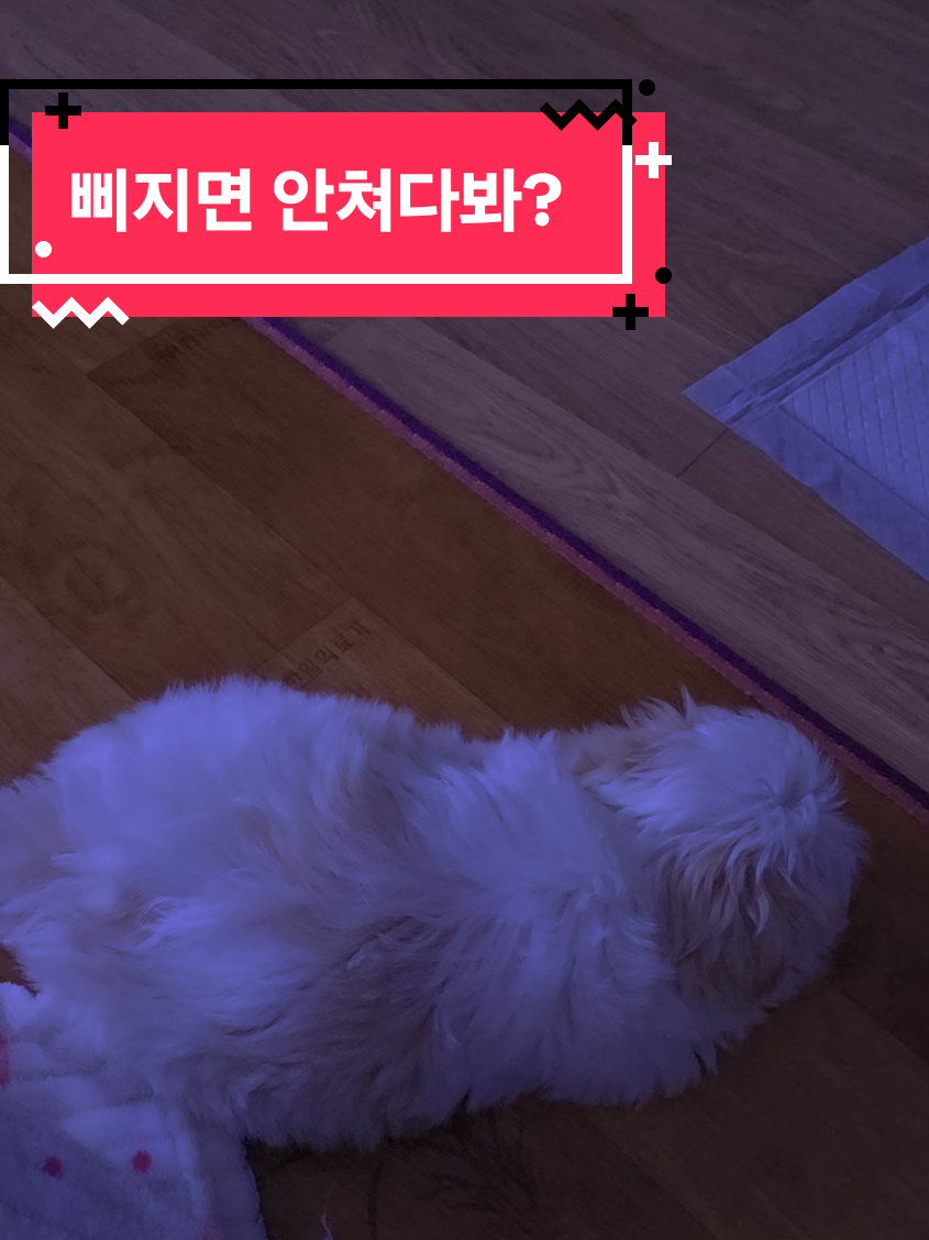 @또롱이