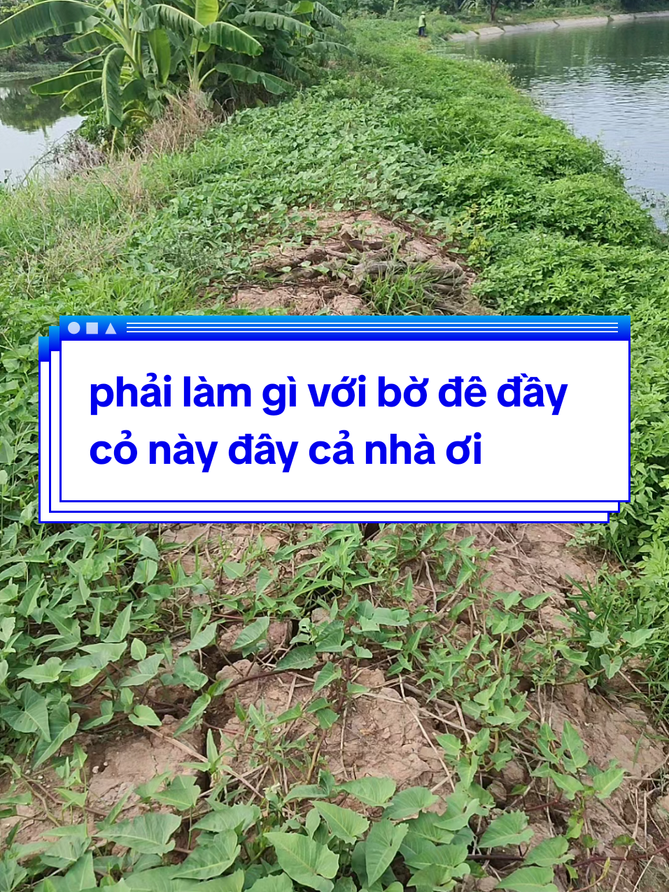 @Cá Chuối Hoa
