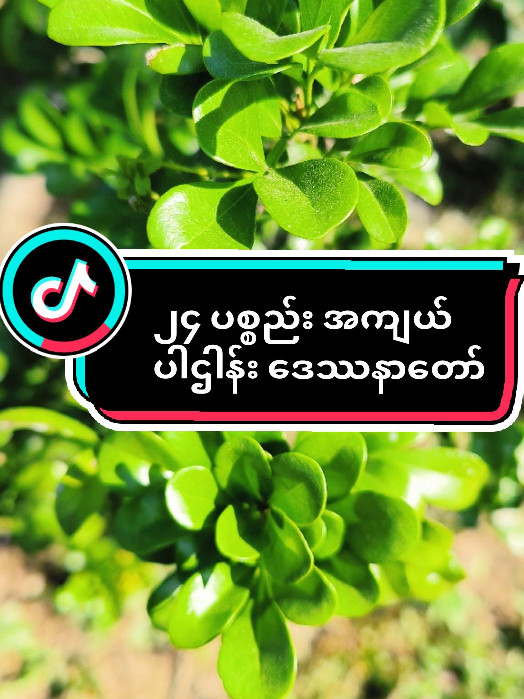 @𝐍𝐚𝐭𝐮𝐫𝐞 & 𝐃𝐡𝐚𝐦𝐦𝐚