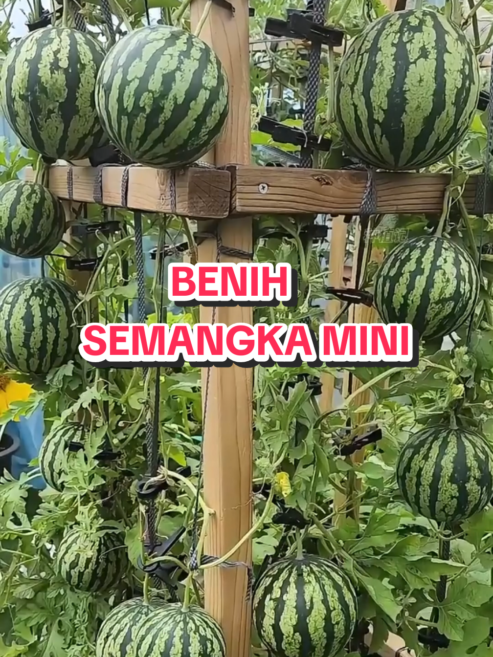 @TOKO BIBIT PAKDE