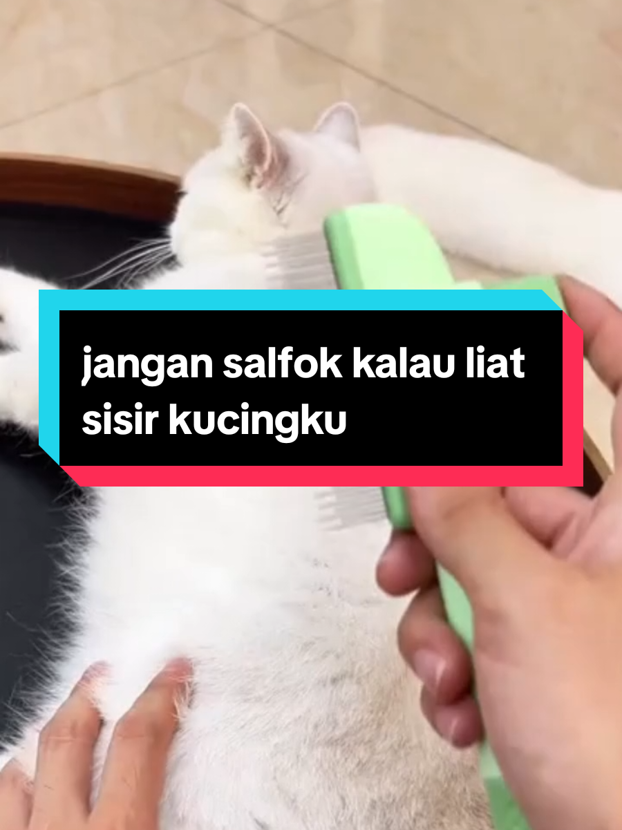 @dunia kucing