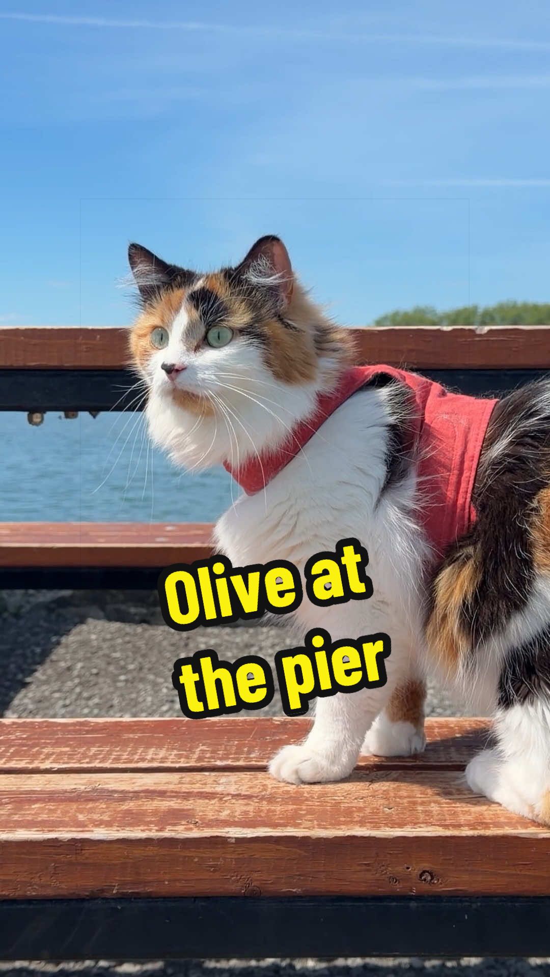 @The Oreo Cat