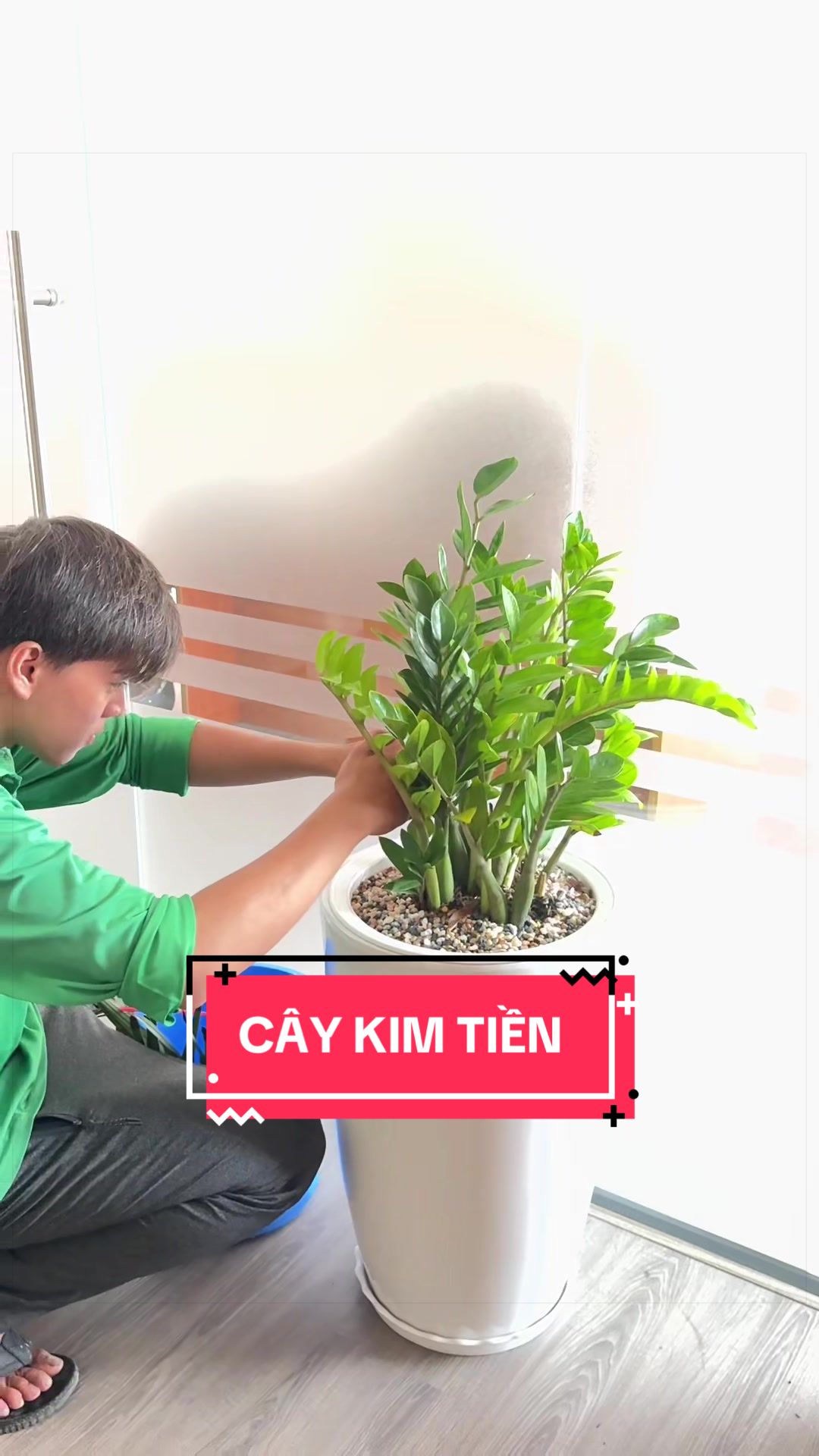 @C&acirc;y Xanh Phong Hồng