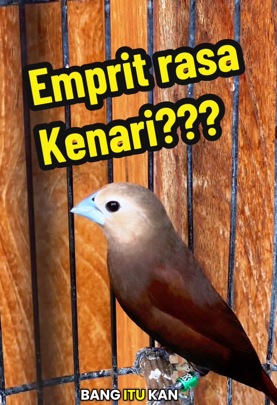 @GeDang Manuk