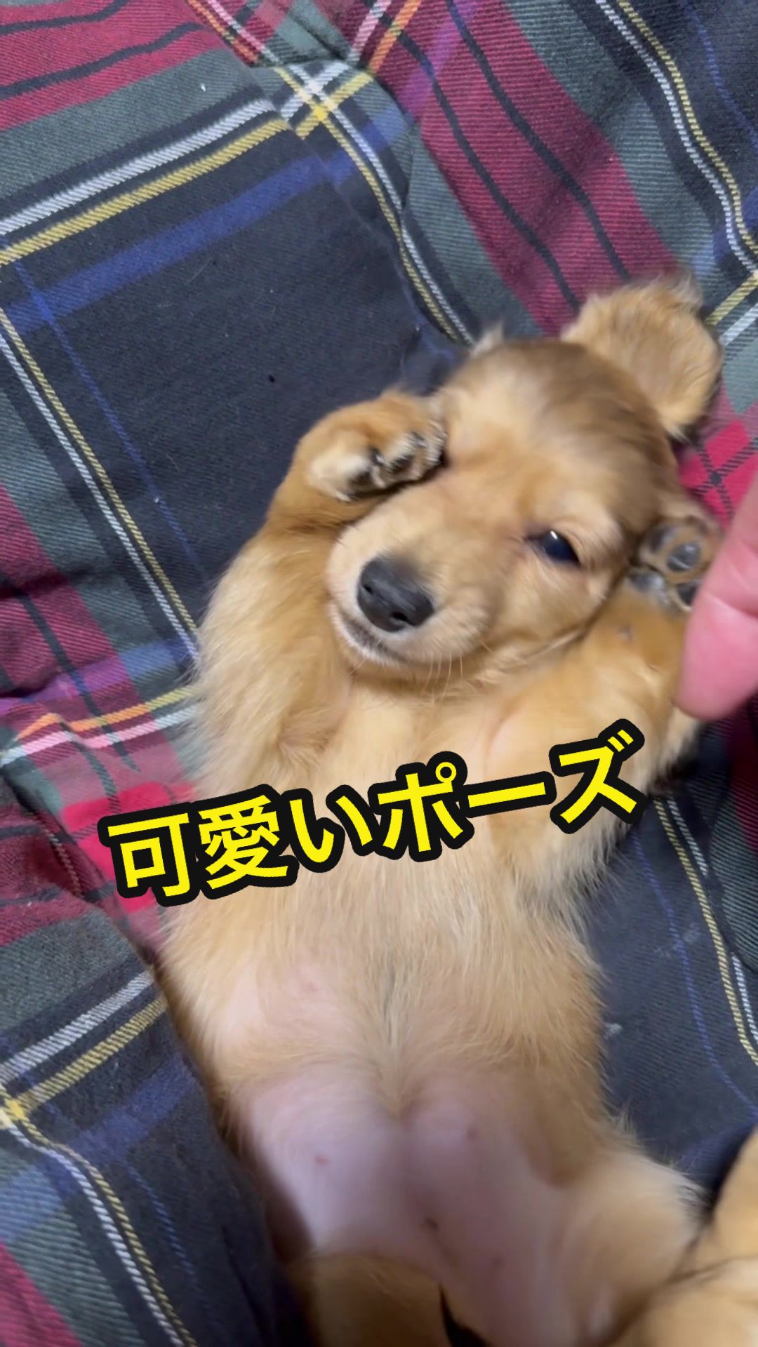 @あんちゃんまん