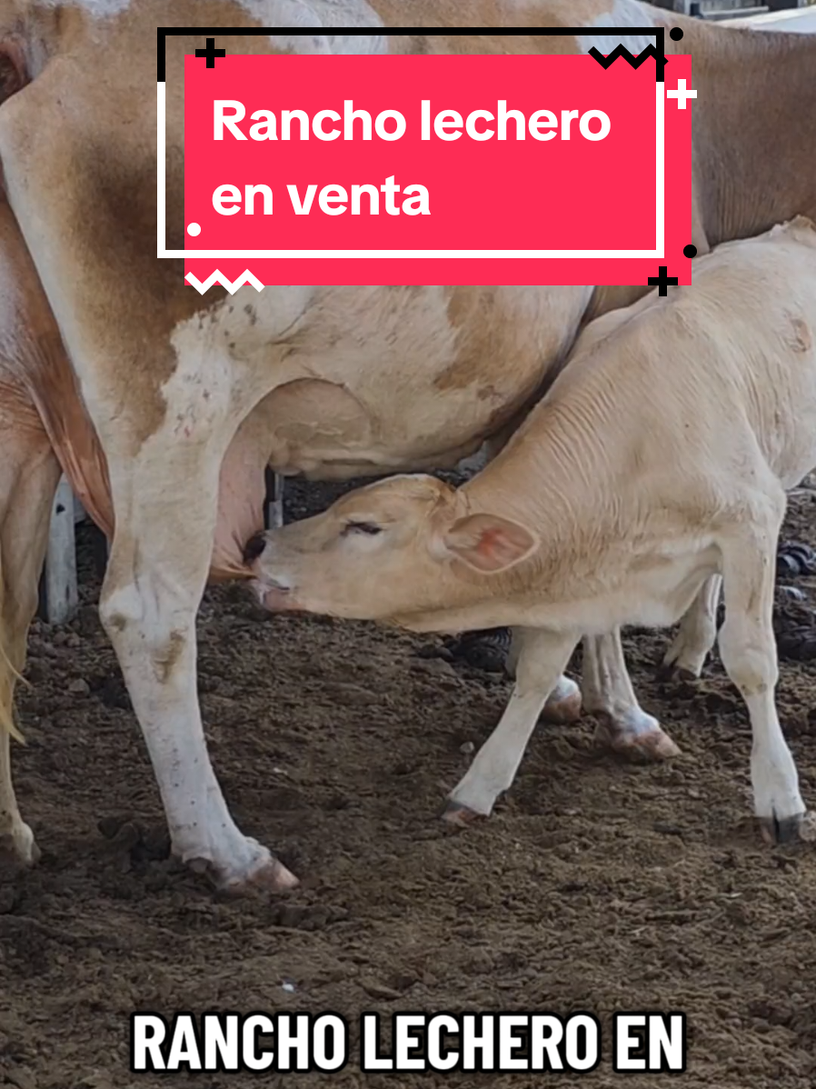 @Jose Chein - Bienes Raices